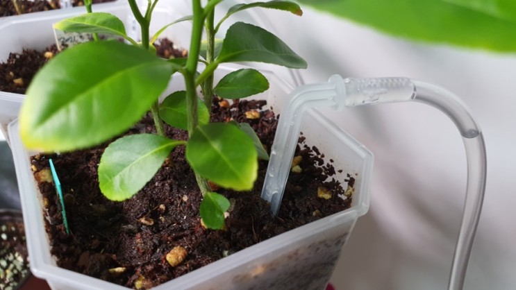 가정에서 만나는 스마트팜! 식물을부탁해 화분자동급수기 Growing plants with a plant pot automatic water supply device