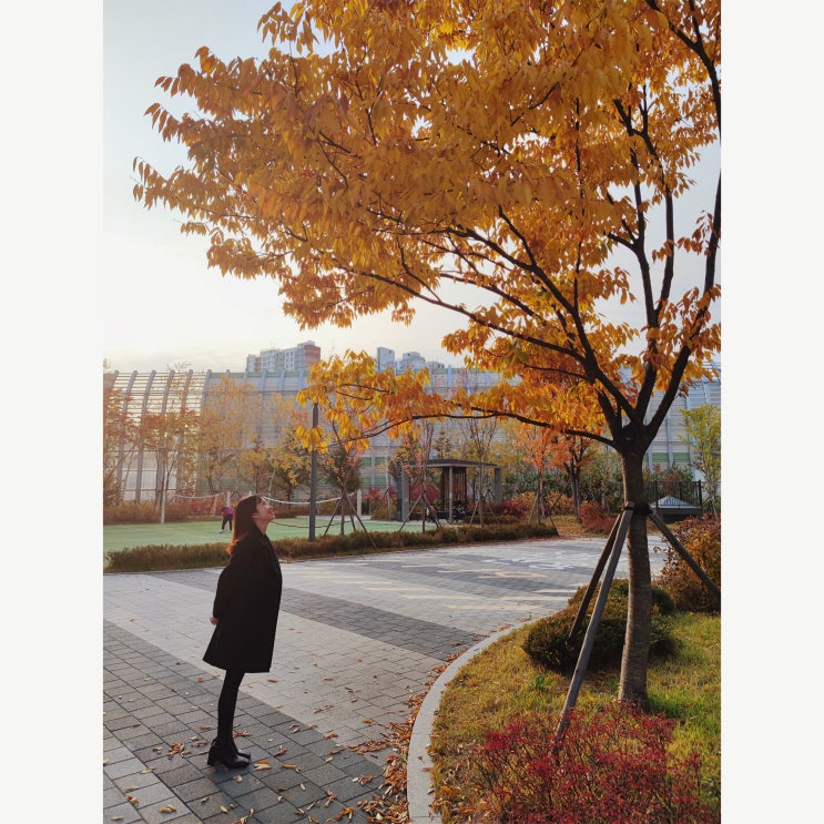 장현마을2단지 시흥능곡고등학교 가을 단풍 화살나무