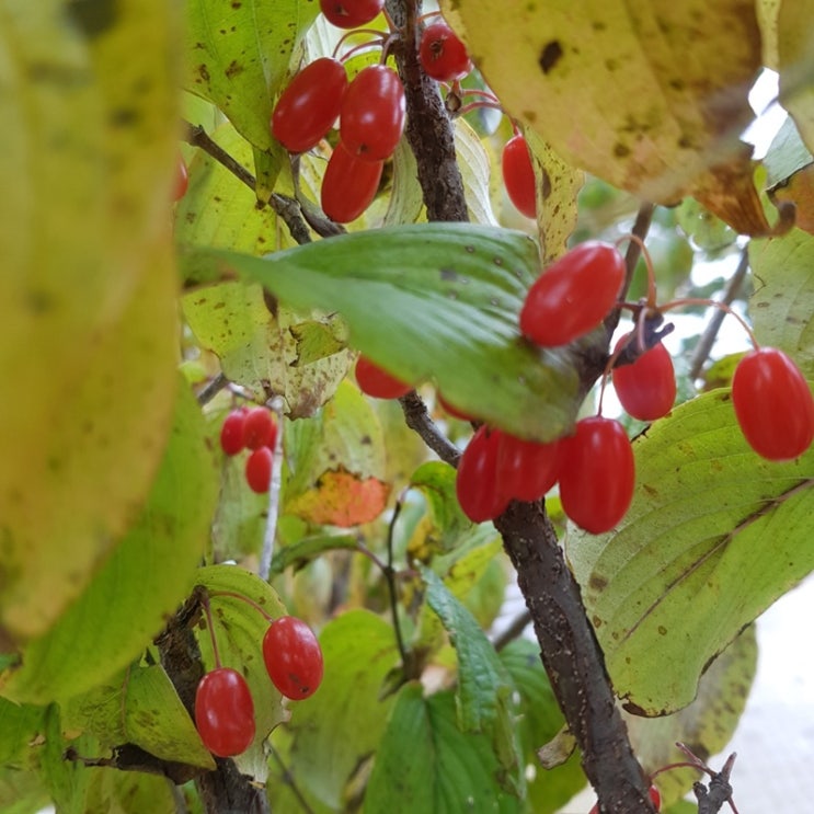 &lt;열매&gt;산책길에서 만난 9가지 가을 열매