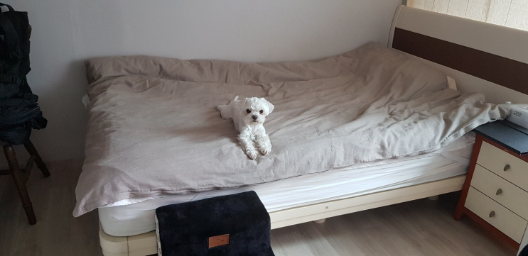 주인이 없을 때 침대에 올라가는 강아지는 분리불안일까?