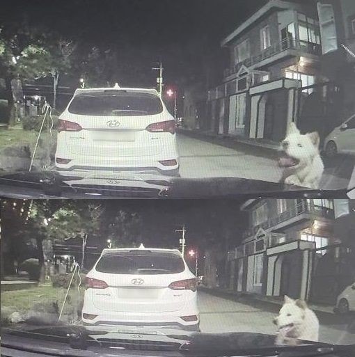 옆집 개가 내 車를 물어 뜯었는데…피해 보상은? 옆집 개가 내 車를 물어 뜯었는데…피해 보상은?