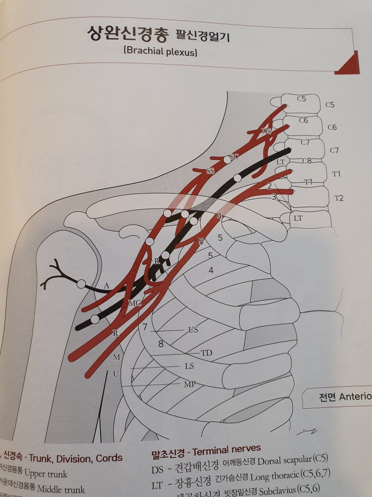  [이수역필라테스] 팔통증과 손저림이 있다면? 흉곽출구증후군(Thoracic Oulet Syndrome) 의심해보세요!