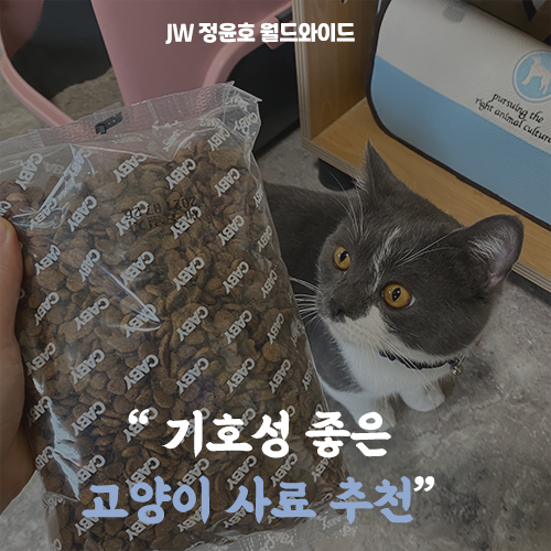  고양이 사료 추천 다들 잘 먹어요!