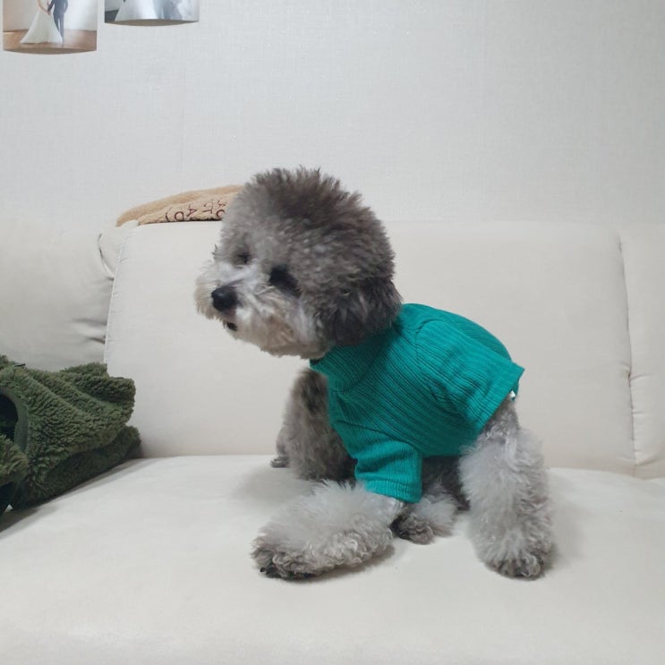  강아지 자율배식 정말 괜찮을까?:)