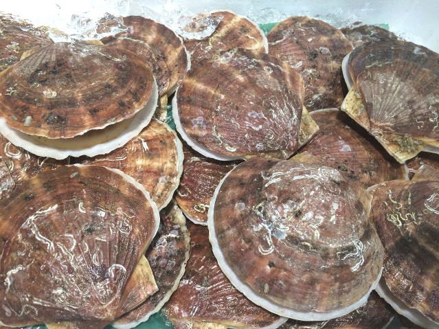  가리비 2kg 찌는법! 11월 제철음식으로 맛과 건강 둘다 챙기기