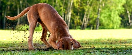 강아지 땅파기 행동의 이유는 무엇일까?