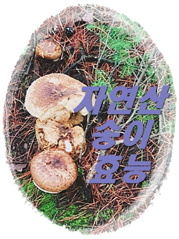  자연산송이버섯 효능 알고 먹어요