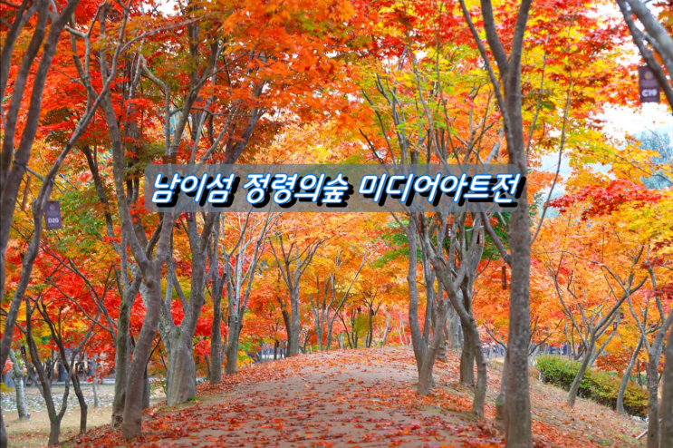 단풍명소 남이섬 밤을 수놓는 정령의 숲 미디어아트展 단풍명소 남이섬 밤을 수놓는 정령의 숲 미디어아트展