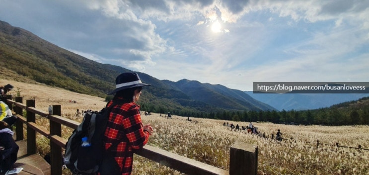  간월재 아름다운 억새 물결 왕복 3시간 한국 사슴농장