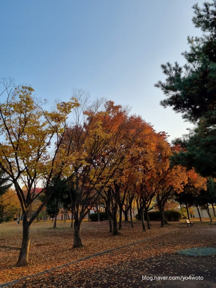  단풍구경남편표 치즈볶음밥