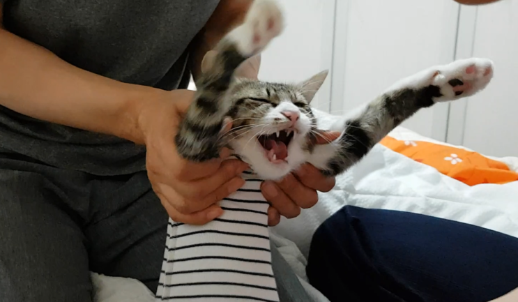  Cat Neutering... 엄살쟁이 암컷 고양이 중성화수술 하는 날