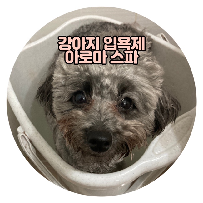  강아지 입욕제 아로마스파 하나로 강아지각질제거 목욕 끝