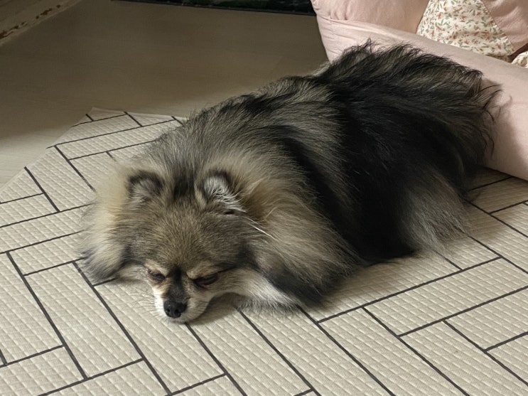  꾸꾸는 피곤해