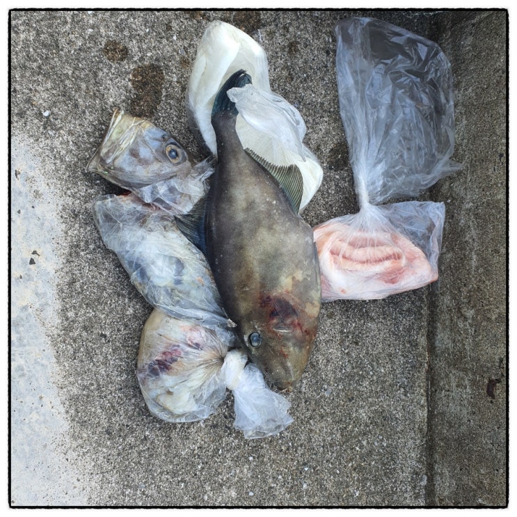  제주 통발낚시 포인트선정과 미끼 활용방법