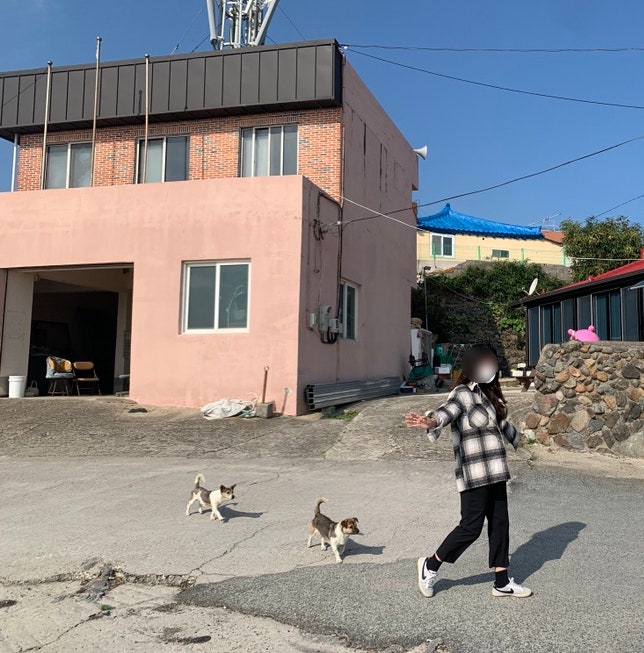 [포항] 고즈넉하고 조용한 어촌 마을 숙소에서의 힐링 여행. 강아지들과 산책, 아침달리기까지 at 펜션 해피투게더, 청진리