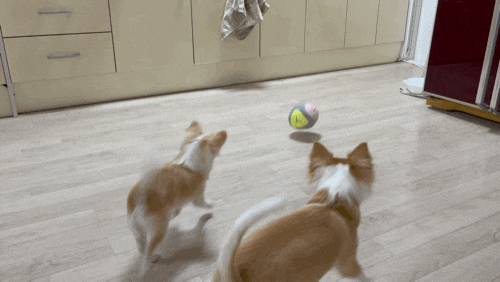 강아지분리불안증상 - 해밀펫  킁킁볼 자동장난감 / 자동 노즈워크