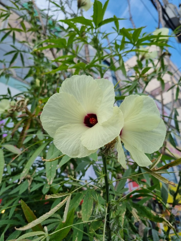  닥풀