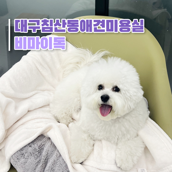  [대구 침산동 애견미용실 - 비마이독] 5.2kg 비숑 위생미용 후기