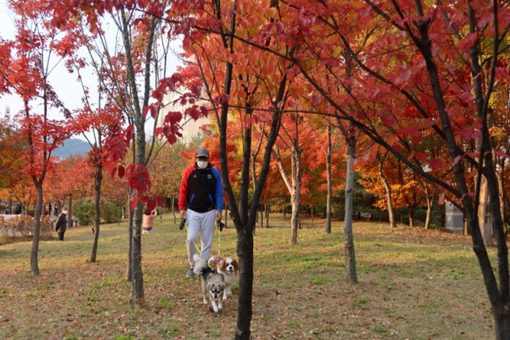 너무 짧았던 가을의 강아지 산책