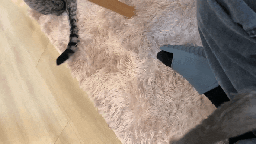  저기.. 고양이 좀 보고 가실래요?[강남 고양이카페 히히냥냥/강남 놀거리]