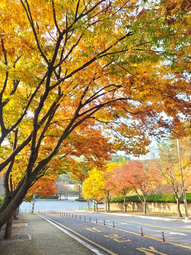  [울산 여행]울산 11월 가볼만한곳 가을 단풍/문수구장 마로니에길(11/5 근황)
