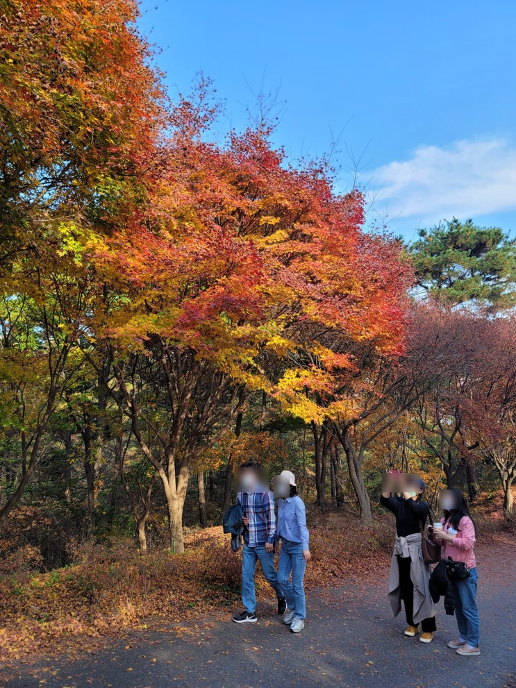 천안가을나들이명소 독립기념관 단풍나무숲길