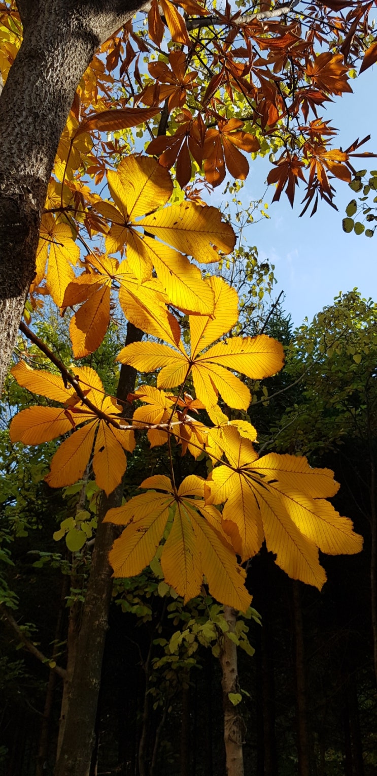  수목원 국화꽃축제