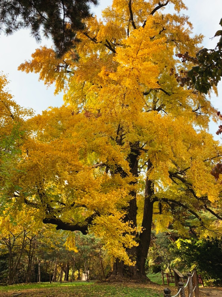 선정릉의 가을 - 가을마다 봐야 하는 500년 넘은 은행나무!