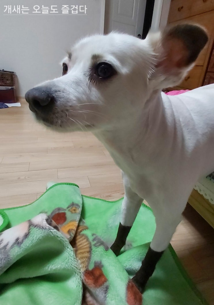 우리 똥강아쥐~