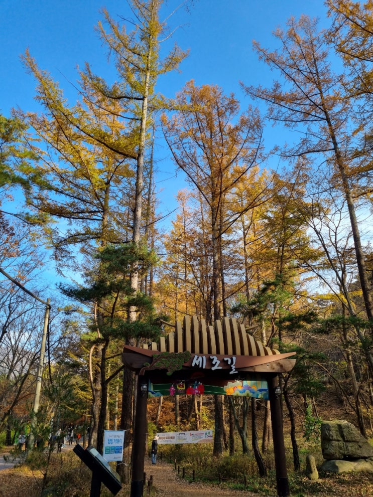  단풍 절정 시기에 다녀온 속리산 법주사 세조길