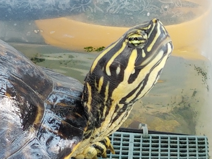 [거북이] 페닌슐라쿠터와 이스턴페인티드 겨울준비 (사진 많아요)