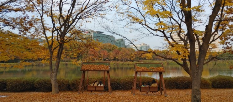 일산 호수공원 단풍구경은 시시하다? 서울근교 단풍명소, 가족 나들이로 강추!