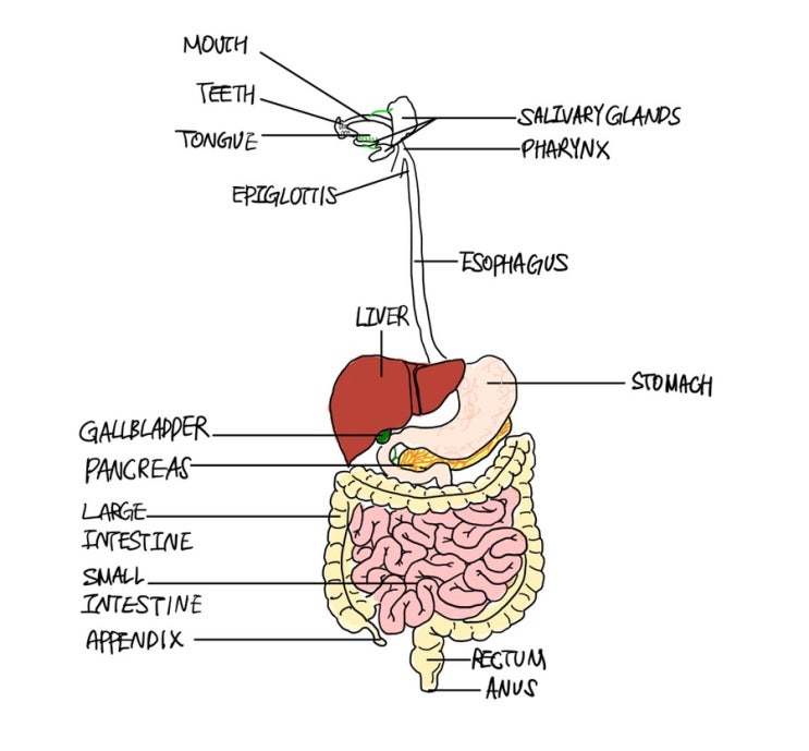  간호학과 공부 | 간호사 국가고시 | 성인간호학 소화기계 cram sheet, 요약정리, 요점정리