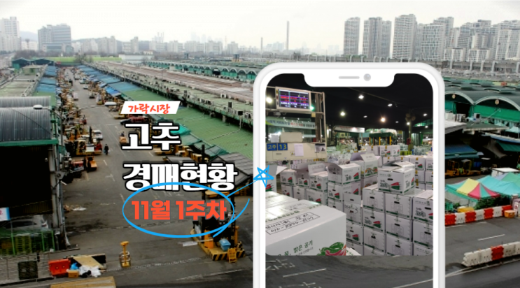  [경매사가 알립니다] 가락시장 11월 1주차 고추유통 현황