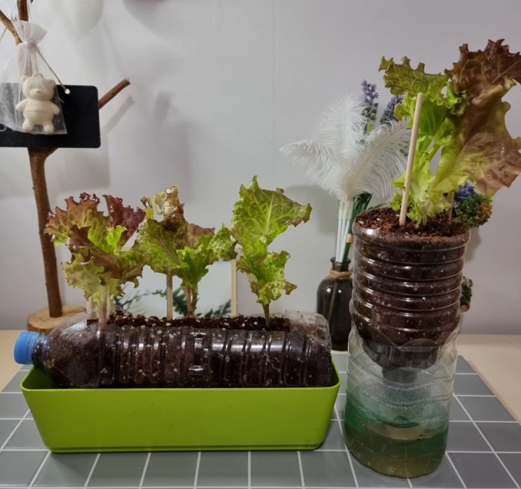  집에서 상추 쉽고 맛있게 키우기