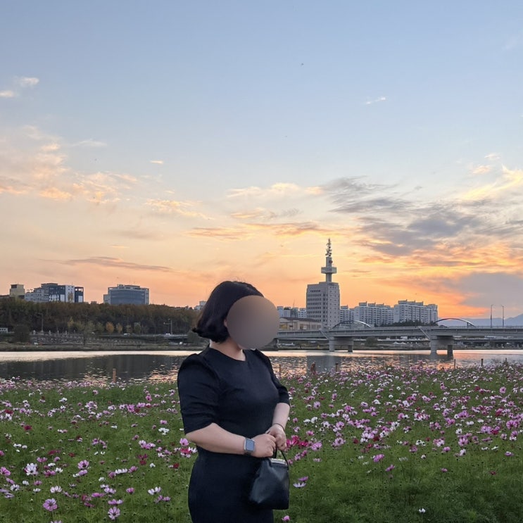  대전 신세계백화점, 대전 엑스포과학공원 앞 갑천 코스모스 노을질 때 넘 예뻐