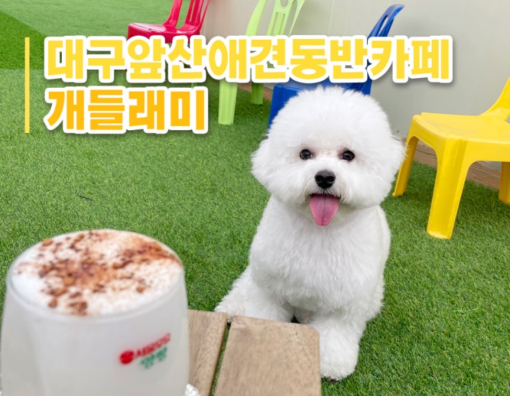  [대구 앞산 애견동반카페]개들래미 (인조잔디 루프탑, 실내 미끄럼방지바닥O)