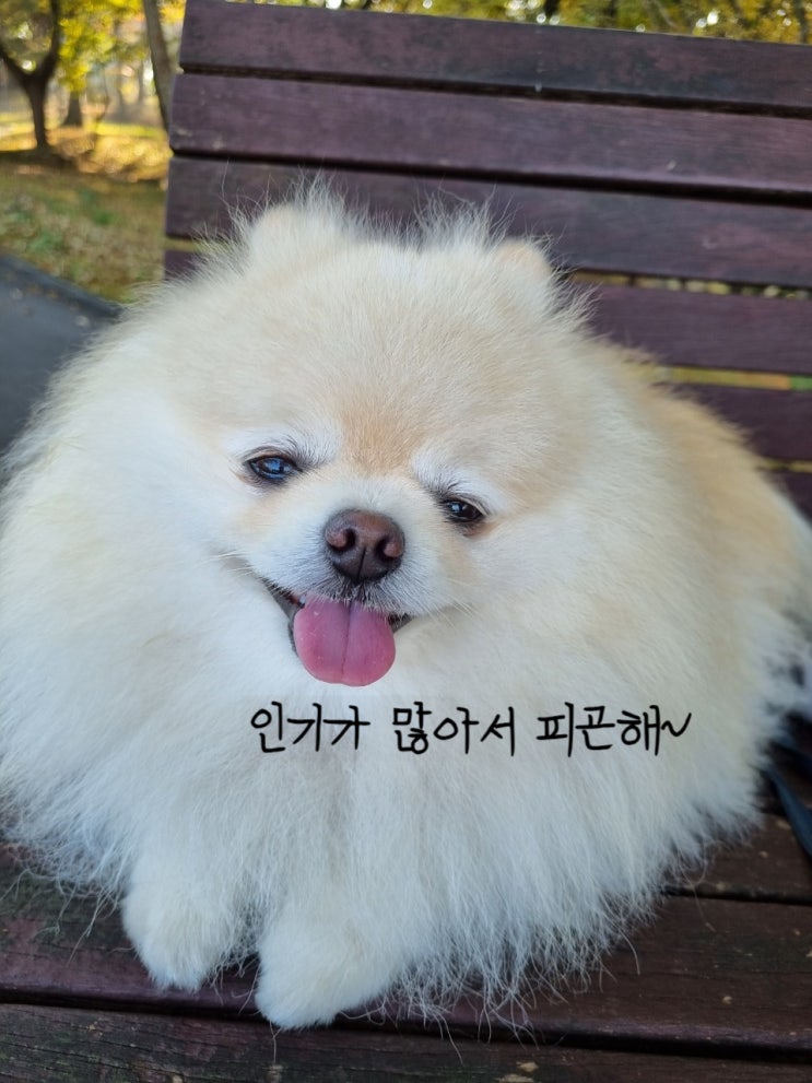  우리집 막둥이 포메라니안 댕댕이의 일상!