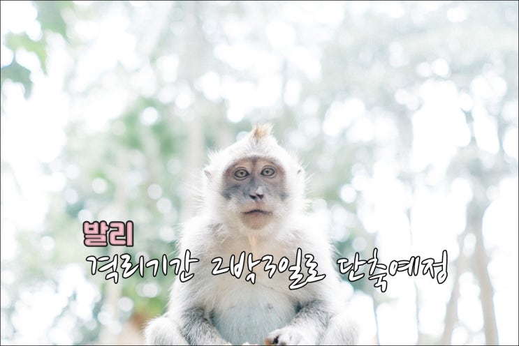  발리 흰원숭이 출현과 발리 격리기간 2박3일로 단축예정