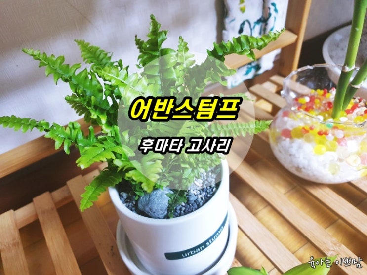  실내공기정화식물 : 관리하기 쉬운식물 어반스텀프 후마타 고사리