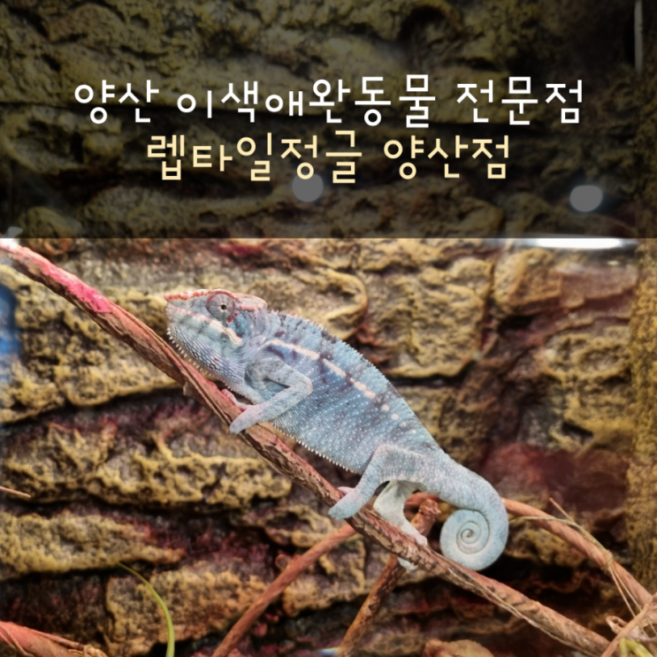  이색애완동물 전문 렙타일정글 양산점