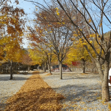  영월여행 새막골캠핑장 시설안내 이용후기 법흥사 산책까지