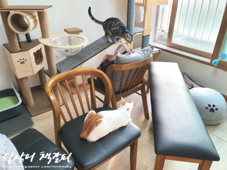  <2인2묘 라이프> 2021. 11. 6~7. 집사는 힘들어
