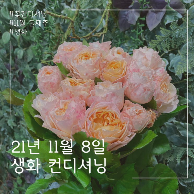  21년 11월 8일 생화 컨디셔닝! 꽃정리