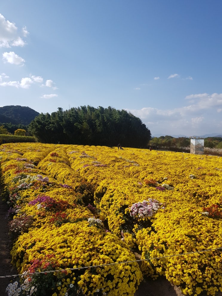  울산 태화강 "국가 정원"