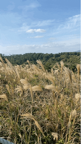  제주 송악산 둘레길, 찬란한 가을 풍광을 즐기며 걷기 좋은 해안 산책로(주차, 소요시간)