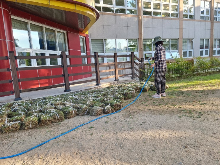  유치원에 잔디 배달 판매