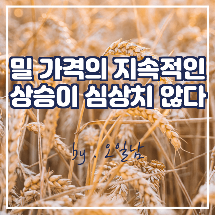  밀 가격의 지속적인 상승이 심상치 않다