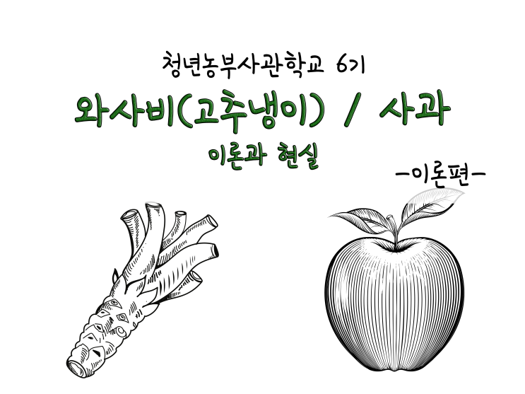  와사비(고추냉이)와 사과, 이론과 현실(청년농부가 할 일)_211108
