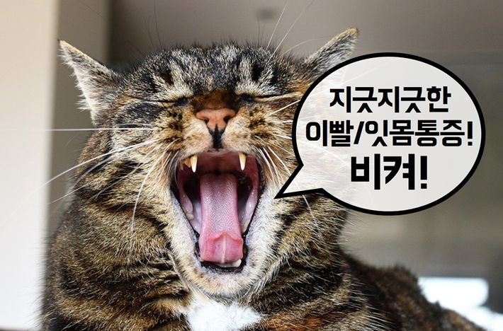 고양이 치과질환 삼대장 증상과 원인 및 치료(치주질환/치아 흡수성 병변/만성 구내염)